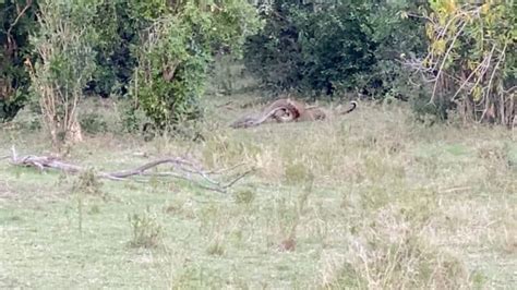 Image result for Python Constricts Goat