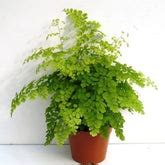 Buy Fern Plants Online at best price in India