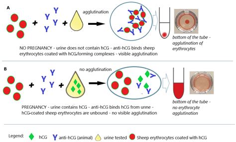 From Cereal Grains to Immunochemistry—What Role Have Antibodies Played ...