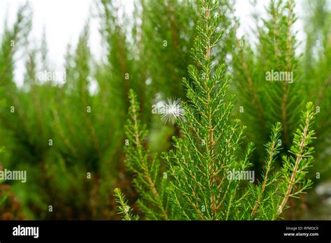 Image result for Vegetative Proportion Background