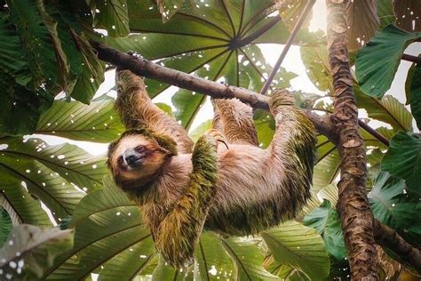 SLOTH COSTA RICA (2026) All You Need to Know BEFORE You Go (with Photos ...