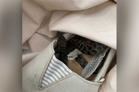 పాము ఫ్లైట్ జర్నీ.. 14,000 కి.మీ ప్రయాణం | ట్రెండింగ్ - News18 తెలుగు