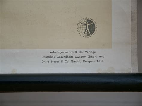 Vintage MUSCLES Front School CHART 60s Original Educational Chart Dr Te Neues - Etsy Australia