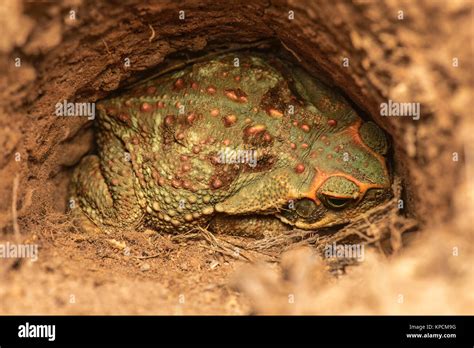 Image result for Giant Toad Eating