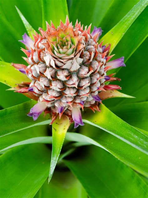 Pineapple Plant Flower