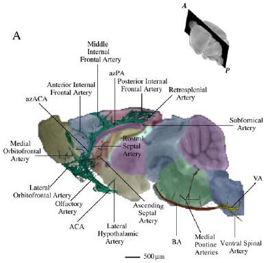 Image result for Alien Science Diagram