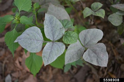 Powdery Mildew In Spanish at Edward Acosta blog
