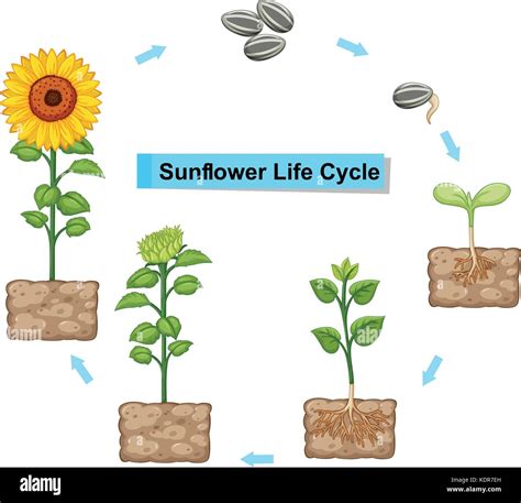 The Complete Guide to Sunflower Life Cycle: 8 Amazing Growth Stages ...