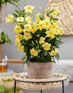 Cloud Farm Mandevilla Plant Price in India - Buy Cloud Farm Mandevilla ...