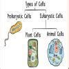 Similarities and differences between prokaryotic and eukaryotic cells ...