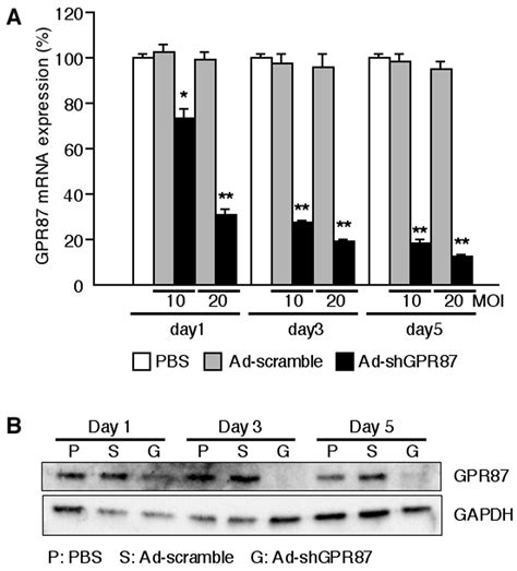 G Protein-Coupled Receptor 87 (GPR87) Promotes Cell Proliferation in ...