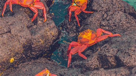 Download wallpaper 1920x1080 crabs, sea, stones full hd, hdtv, fhd ...