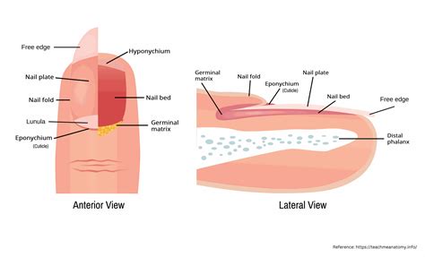 Understanding Nail Anatomy: A Comprehensive Guide | Russian Manicure ...