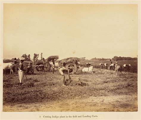 The Planting & Manufacture of Indigo in India by French photographer ...