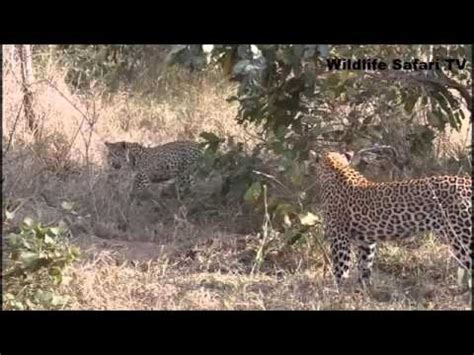 Image result for YouTube Leopard vs Python