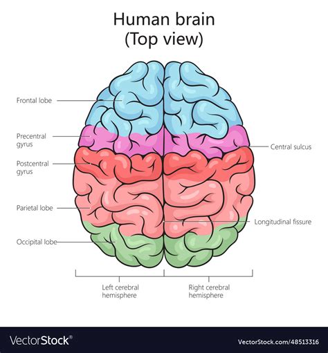 Brain Structure 的图像结果