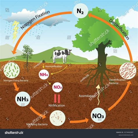 Illustration Nitrogen Cycle Diagram Vector: vector de stock (libre de ...