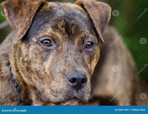 Brown Pitbull Terrier Mix