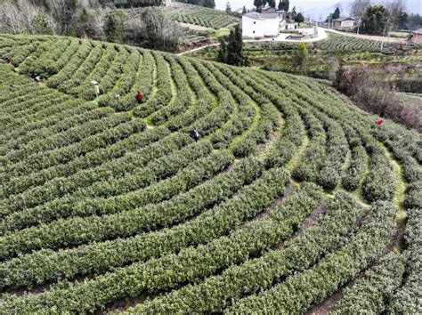 Photos Chine : récolte du thé à Chongqing — Chine Informations