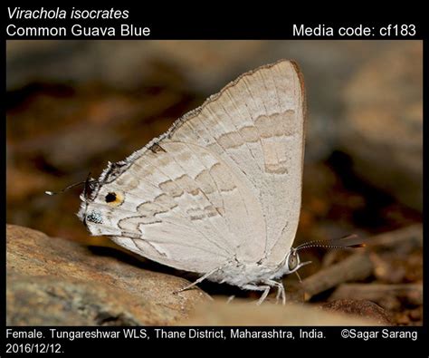 Virachola isocrates | Butterfly