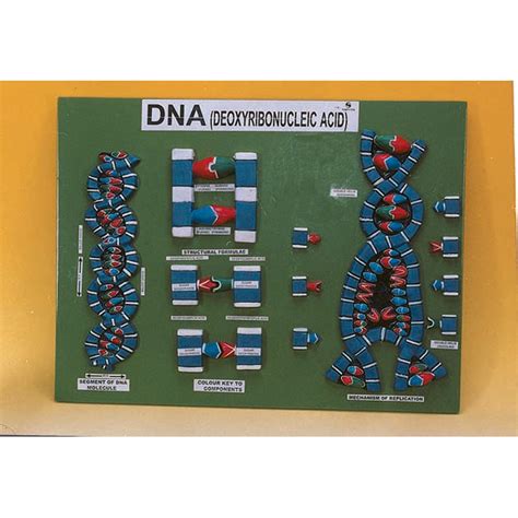 DNA Model Tutorial 的图像结果