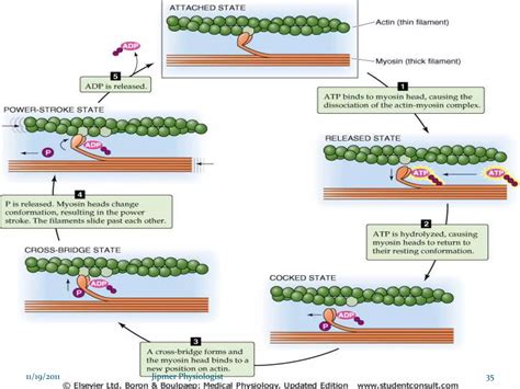 Image result for Skeletal Muscle Function