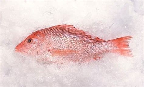 红鱼是什么鱼 - 业百科