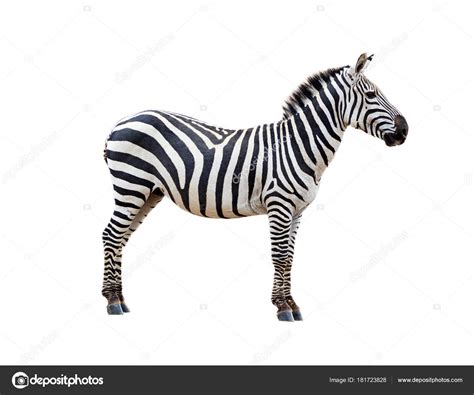Image result for Zebra Side View