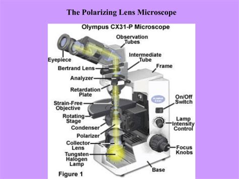 Polarizing Light Microscope 的图像结果
