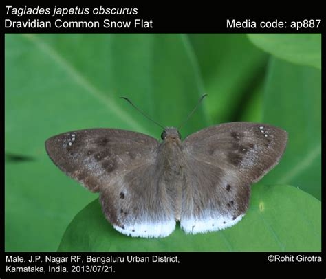 Tagiades japetus | Butterfly