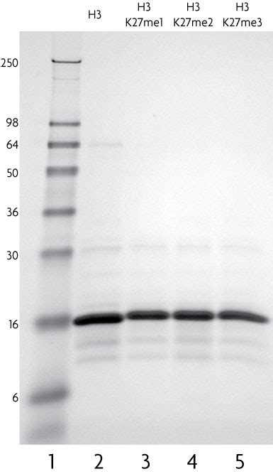 Recombinant Histone H3K27me2 (MLA) | Proteintech