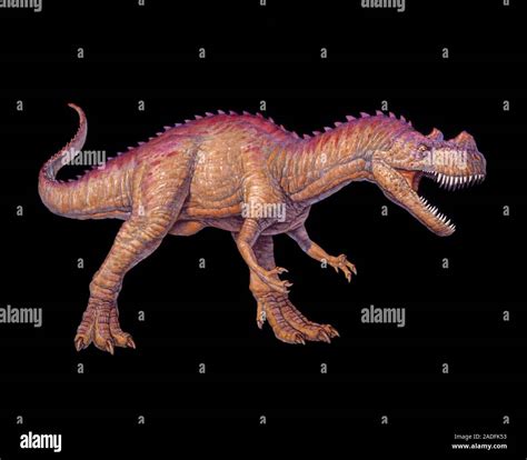 Ceratosaurus dinosaur. Artwork of a Ceratosaurus dinosaur. This ...