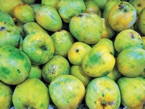 Eco Ocean Mango Plant Price in India - Buy Eco Ocean Mango Plant online ...