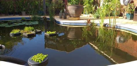 Using a Pool as a Pond 的图像结果