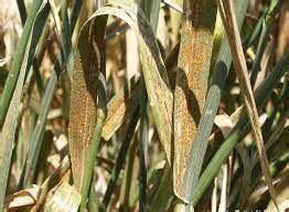 BUĞDAYDA PAS HASTALIKLARI
