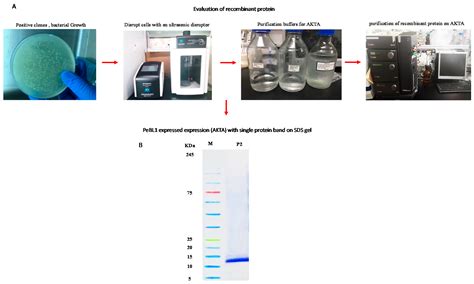 Biocontrol Potential of Purified Elicitor Protein PeBL1 Extracted from ...