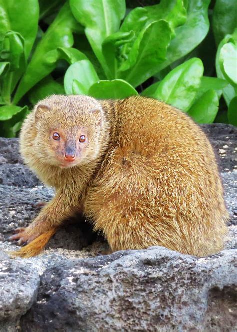 31 Magnificent Mongoose Facts: The Noble Snake Killer (34 Species) | Everywhere Wild - prey of mongoose
