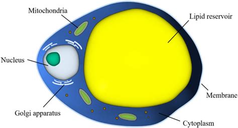 Fat Cell Structure 的图像结果