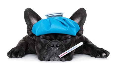 Can Dogs Eat Raw Beef, Or Is It Dangerous? - A-Z Animals