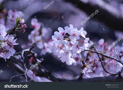 What Is Japanese National Flower at Owen Elizabeth blog