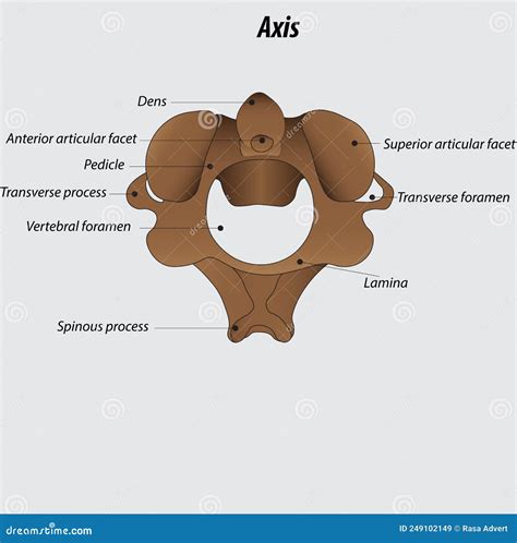Axis And Atlas Vertebrae Labeled