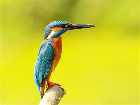 Sundarban Bird Festival Records 168 Species Across Biosphere Reserve