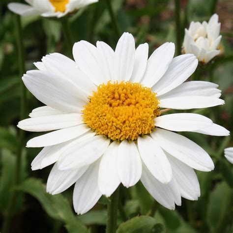 Buy shasta daisy Leucanthemum × superbum 'Snowcap': Delivery by ...