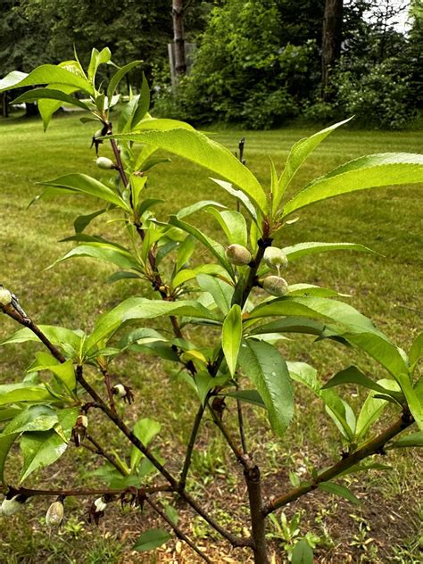 Year(ish) old peach tree looks to be fruiting. Do I remove the fruit or ...