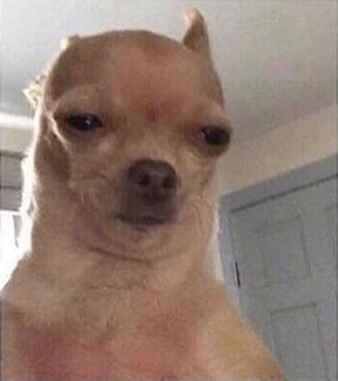 My reaction to basically everything | Funny dog faces, Dog memes, I ...