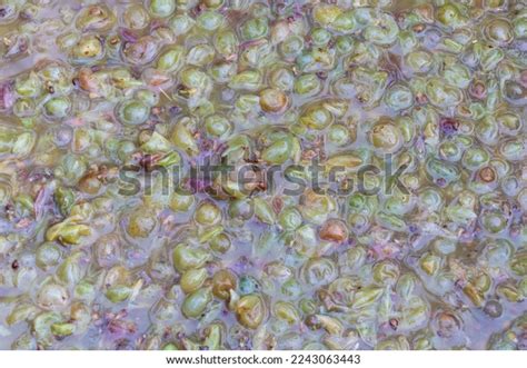 Wine Fermentation Process 的图像结果