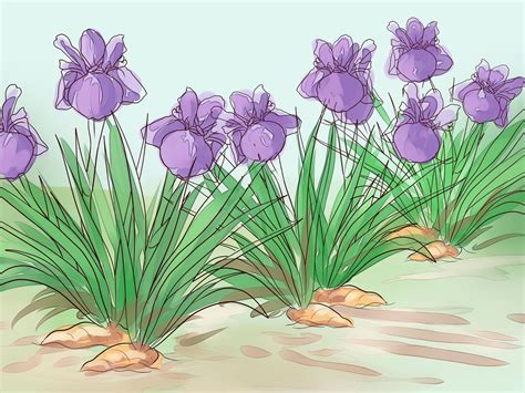 How to Grow Irises: A Beginner's Guide - can you grow iris indoors