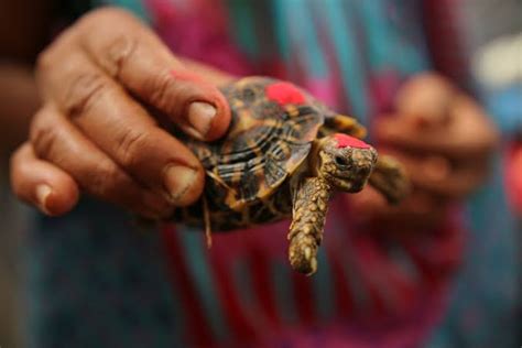 Exotic Pets That Thrive in Indian Households