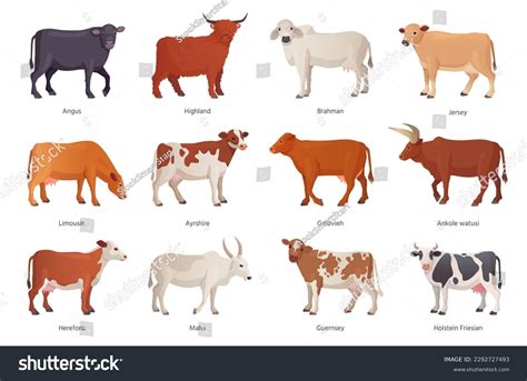 Different Types Of Beef Cattle