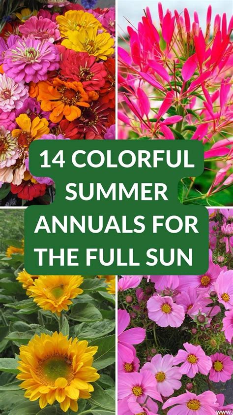 14 colorful annuals for summer – Artofit